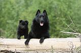 SCHIPPERKE 568